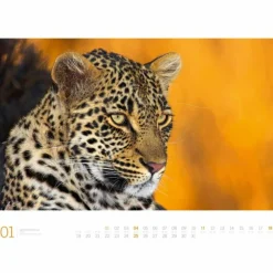 AFRIKA GALLERY 2026 - Kalender