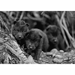 DAS GEHEIME WISSEN DER WÖLFE - Sachbuch