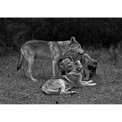 DAS GEHEIME WISSEN DER WÖLFE - Sachbuch