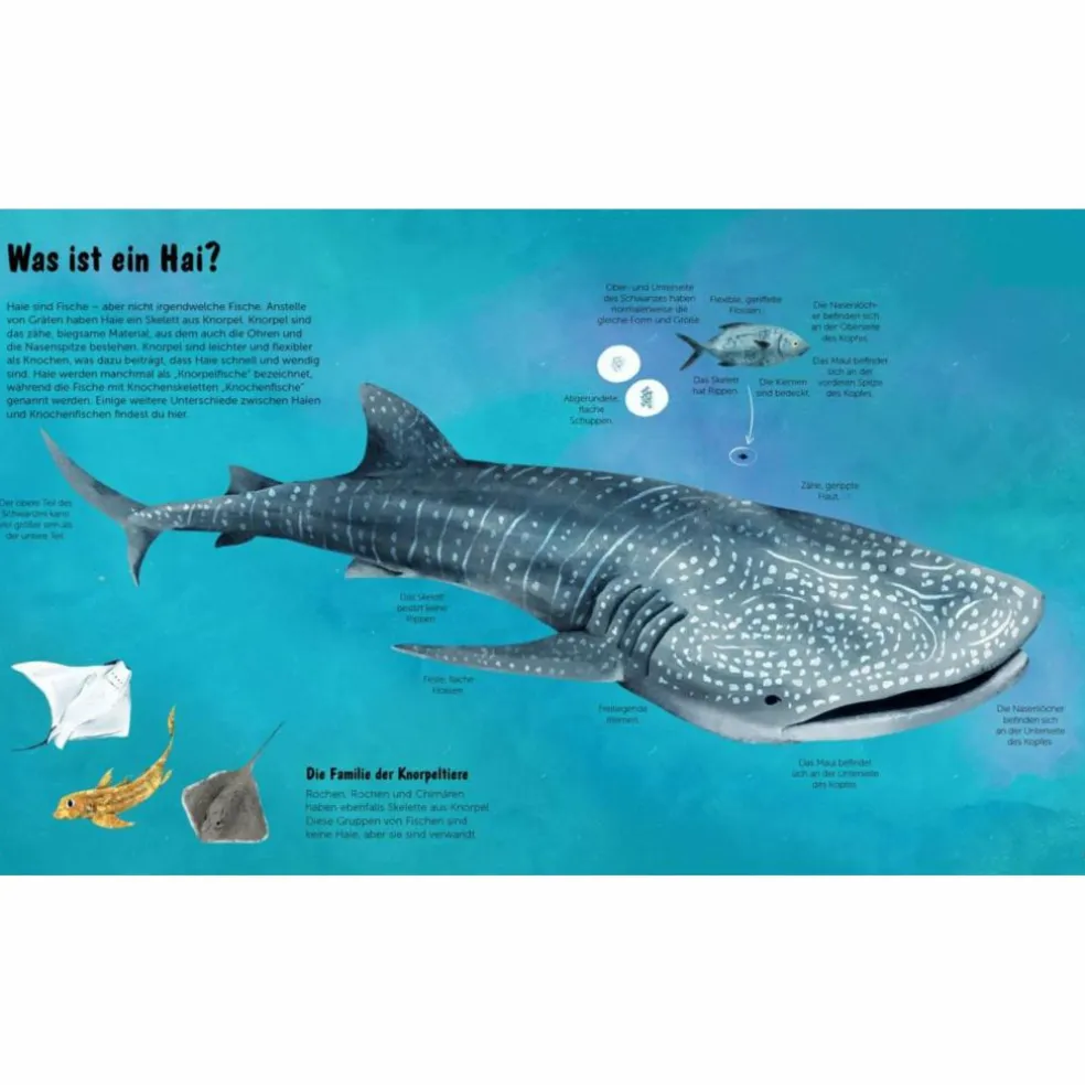 DIE WELT DER HAIE - Kinderbuch