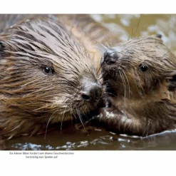 GESTATTEN: BIBER - Sachbuch