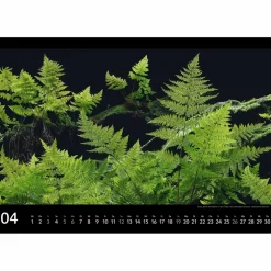 SÄCHSISCHE SCHWEIZ 2026 - Kalender