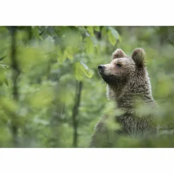 URSUS BRENTA - DIE RÜCKKEHR DER BÄREN IN DIE ALPEN - Bildband